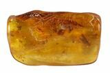 Caddisfly & Pseudoscorpion Parts Preserved In Baltic Amber #93897-1